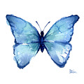 Blue Butterfly Watercolor Painting by Olga Shvartsur Blue Butterfly Watercolor Painting by Olga Shvartsur
