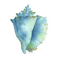 Blue Conch Shell Painting by Amy Kirkpatrick Blue Conch Shell Painting by Amy Kirkpatrick
