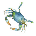 Blue Crab Painting by Amy Kirkpatrick Blue Crab Painting by Amy Kirkpatrick
