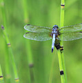 Blue Dasher Photograph by Paula Guttilla Blue Dasher Photograph by Paula Guttilla