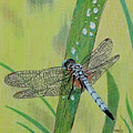 Blue Dasher by Terri Mills