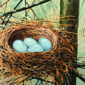 Blue Eggs In Nest by Frank Wilson Blue Eggs In Nest by Frank Wilson
