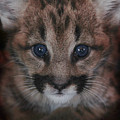 Blue Eyed Baby Photograph by Becqi Sherman Blue Eyed Baby Photograph by Becqi Sherman