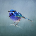 Blue Fairy Wren by Michelle Wrighton