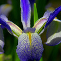 Blue Flag Iris by Barbara Bowen Blue Flag Iris by Barbara Bowen