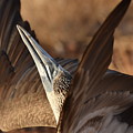 Blue-footed Booby Display Photograph by Ben Foster Blue-footed Booby Display Photograph by Ben Foster