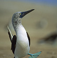 Blue-footed Booby Sula Nebouxii Photograph by Tui De Roy Blue-footed Booby Sula Nebouxii Photograph by Tui De Roy