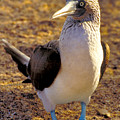 Blue-Footed Booby Photograph by Ted Keller Blue-Footed Booby Photograph by Ted Keller
