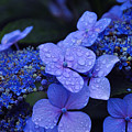 Blue Hydrangea Photograph by Noah Cole Blue Hydrangea Photograph by Noah Cole