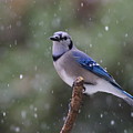 Blue Jay In Falling Snow Photograph by Daniel Reed Blue Jay In Falling Snow Photograph by Daniel Reed