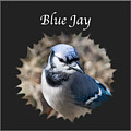 Blue Jay Photograph by Holden The Moment Blue Jay Photograph by Holden The Moment