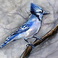Blue Jay Watercolor Painting by Olga Shvartsur Blue Jay Watercolor Painting by Olga Shvartsur