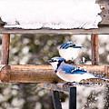 Blue Jays in Winter Photograph by Gwen Gibson Blue Jays in Winter Photograph by Gwen Gibson