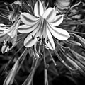 Blue Lilies in Black and White by Carolyn Marshall