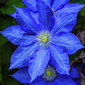 Blue on Blue 2 by Dave Bosse