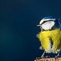 Blue on Blue Photograph by Torbjorn Swenelius Blue on Blue Photograph by Torbjorn Swenelius