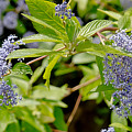 Blue on Green and a bit of Sun Photograph by Elena Perelman Blue on Green and a bit of Sun Photograph by Elena Perelman