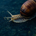 Blue Snail by Pati Photography Blue Snail by Pati Photography