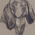 Bluetick Coonhound in Graphite by Barbara Keith Bluetick Coonhound in Graphite by Barbara Keith