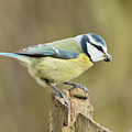 Blue Tit Photograph by Baggieoldboy Blue Tit Photograph by Baggieoldboy