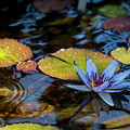 Blue Water Lily Pond by Brian Harig Blue Water Lily Pond by Brian Harig