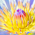Blue Yellow Lily Photograph by Jennifer Robin Blue Yellow Lily Photograph by Jennifer Robin