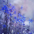 Bluebell Heaven by Priska Wettstein Bluebell Heaven by Priska Wettstein