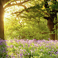 Bluebell wood with magical morning sunrise Photograph by Simon Bratt Bluebell wood with magical morning sunrise Photograph by Simon Bratt