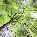 Bluebells from worms eye view Photograph by Simon Bratt Bluebells from worms eye view Photograph by Simon Bratt