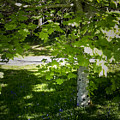 Bluebells in Killarney National Park Ireland by Teresa Mucha Bluebells in Killarney National Park Ireland by Teresa Mucha