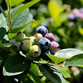 Blueberries Closeup With Leaves by Carol Groenen Blueberries Closeup With Leaves by Carol Groenen