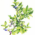 Blueberry Branch by Betsy Gray