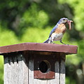 Bluebird Breakfast Feeding Photograph by Allen Nice-Webb Bluebird Breakfast Feeding Photograph by Allen Nice-Webb