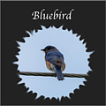 Bluebird Photograph by Holden The Moment Bluebird Photograph by Holden The Moment