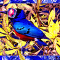 Bluebird of Happiness by Seth Weaver Bluebird of Happiness by Seth Weaver