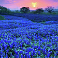 Bluebonnet Sunrise Painting by Troy Caperton Bluebonnet Sunrise Painting by Troy Caperton