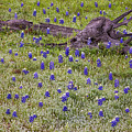 Bluebonnets And Fallen Tree - Texas Hill Country by Brian Harig Bluebonnets And Fallen Tree - Texas Hill Country by Brian Harig