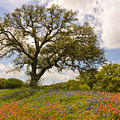 Bluebonnets Paintbrush And An Old Oak Tree - Texas Hill Country by Brian Harig Bluebonnets Paintbrush And An Old Oak Tree - Texas Hill Country by Brian Harig