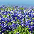 Bluebonnets Photograph by Raul Rodriguez Bluebonnets Photograph by Raul Rodriguez