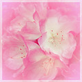 Blushing Pink Rhododendron by Mona Stut Blushing Pink Rhododendron by Mona Stut