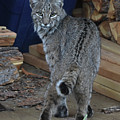 Bobcat Photograph by Ben Foster Bobcat Photograph by Ben Foster