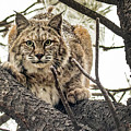 Bobcat in Winter Photograph by Dawn Key Bobcat in Winter Photograph by Dawn Key