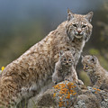 Bobcat Mother And Kittens North America Photograph by Tim Fitzharris Bobcat Mother And Kittens North America Photograph by Tim Fitzharris
