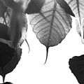 Bodhi Leaves by Atiketta Sangasaeng Bodhi Leaves by Atiketta Sangasaeng