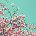 Boho Cherry Blossom 1- Art by Linda Woods Photograph by Linda Woods Boho Cherry Blossom 1- Art by Linda Woods Photograph by Linda Woods