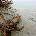 Bonanza Beach Driftwood Photograph by Becqi Sherman Bonanza Beach Driftwood Photograph by Becqi Sherman