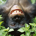 Bonobo Smiling Photograph by Cyril Ruoso Bonobo Smiling Photograph by Cyril Ruoso