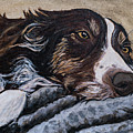 Border Collie Blues Painting by Jackie MacNair Border Collie Blues Painting by Jackie MacNair