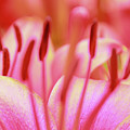 Born to Blush Photograph by Becqi Sherman Born to Blush Photograph by Becqi Sherman