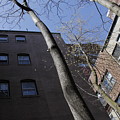 Boston  by Valerie Collins